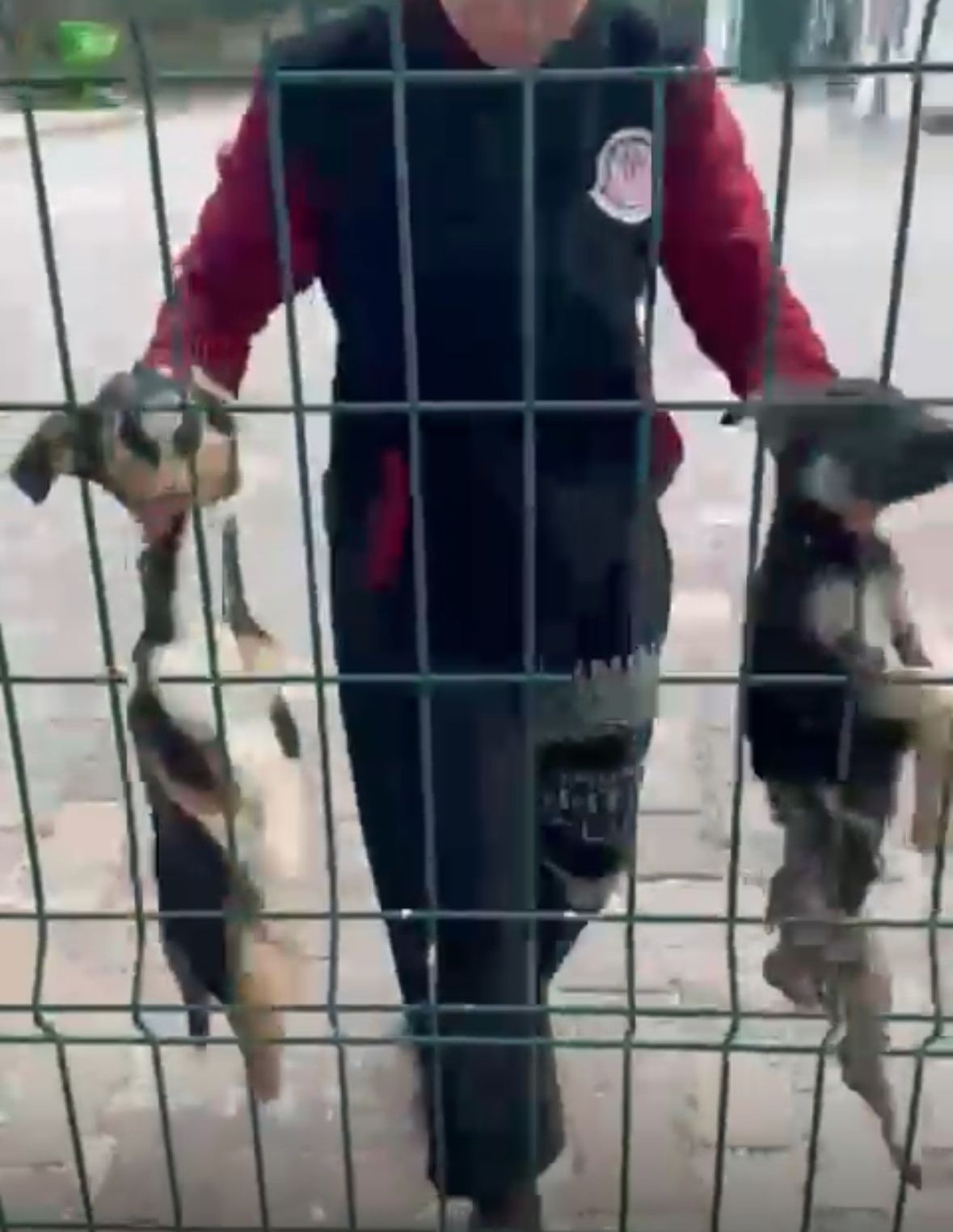 Bucak Belediyesi Sokak Hayvanları Bakımevi ve Rehabilitasyon Merkezi’nde feci görüntüler
