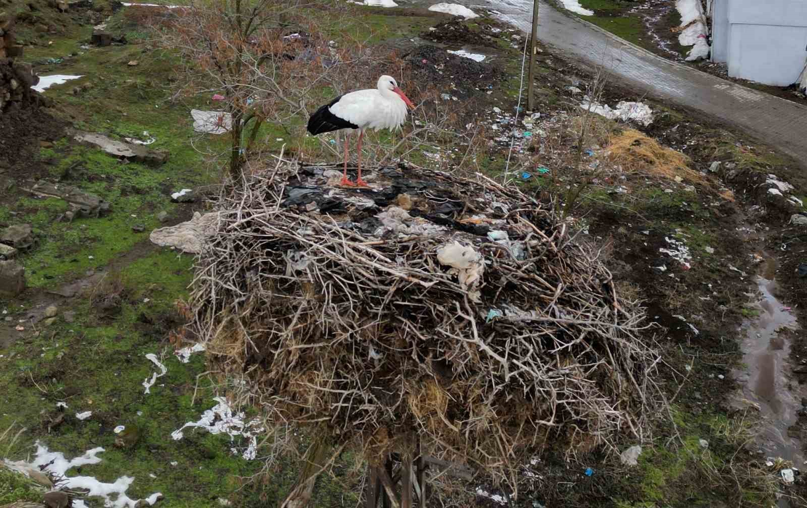 Budaklı köyünde göç etmeyen leylek yıllardır aynı yuvada
