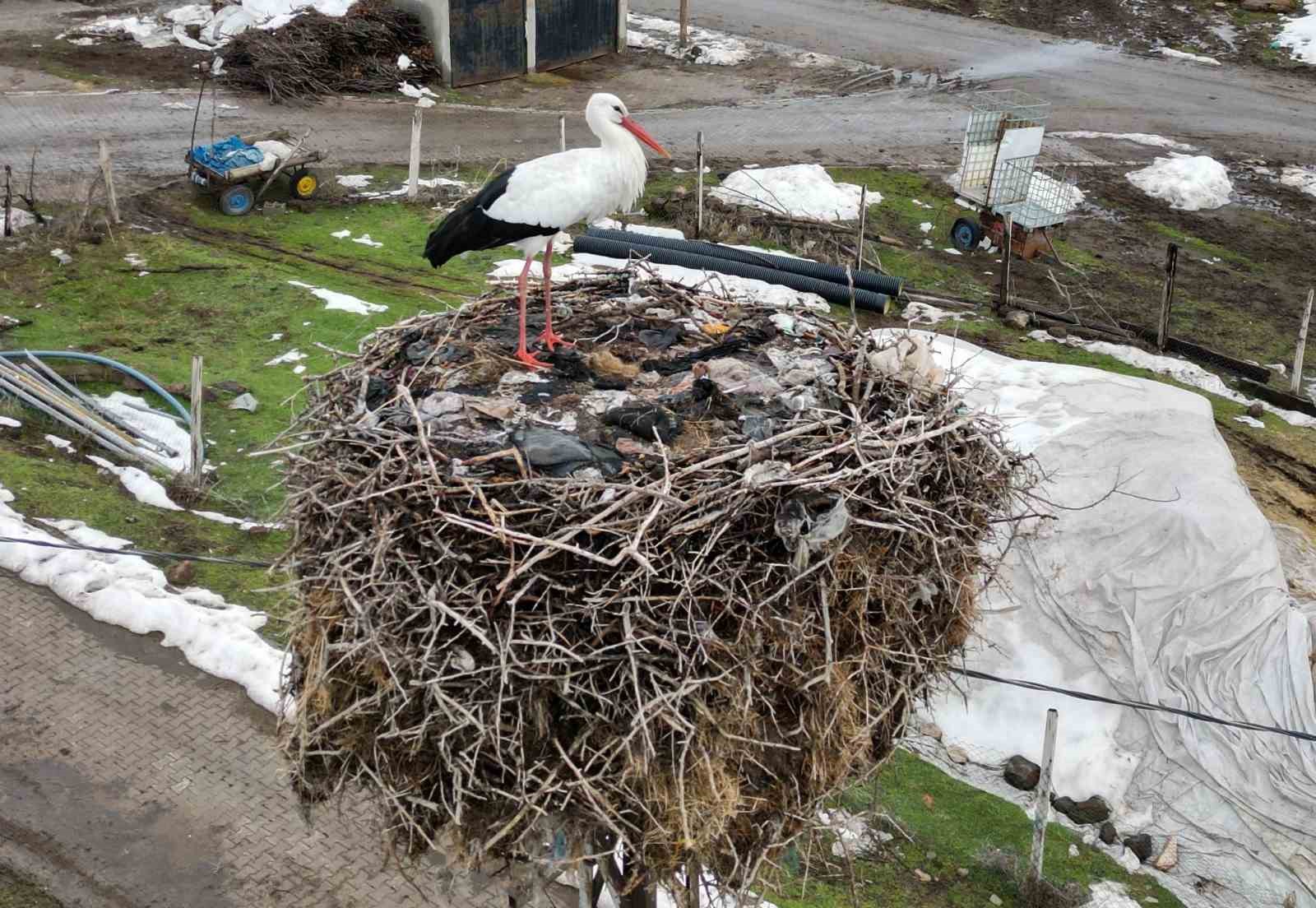 Budaklı köyünde göç etmeyen leylek yıllardır aynı yuvada
