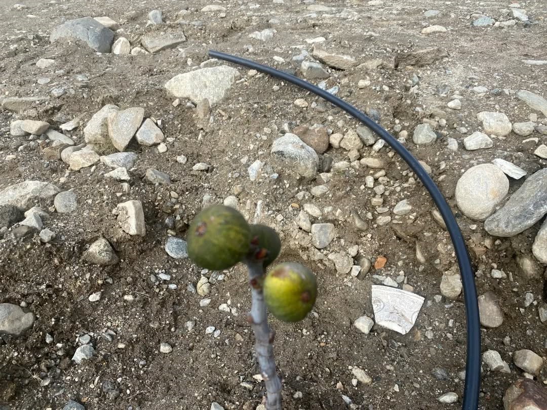 Buharkent ilek bahçesinde hazırlıklar sürüyor
