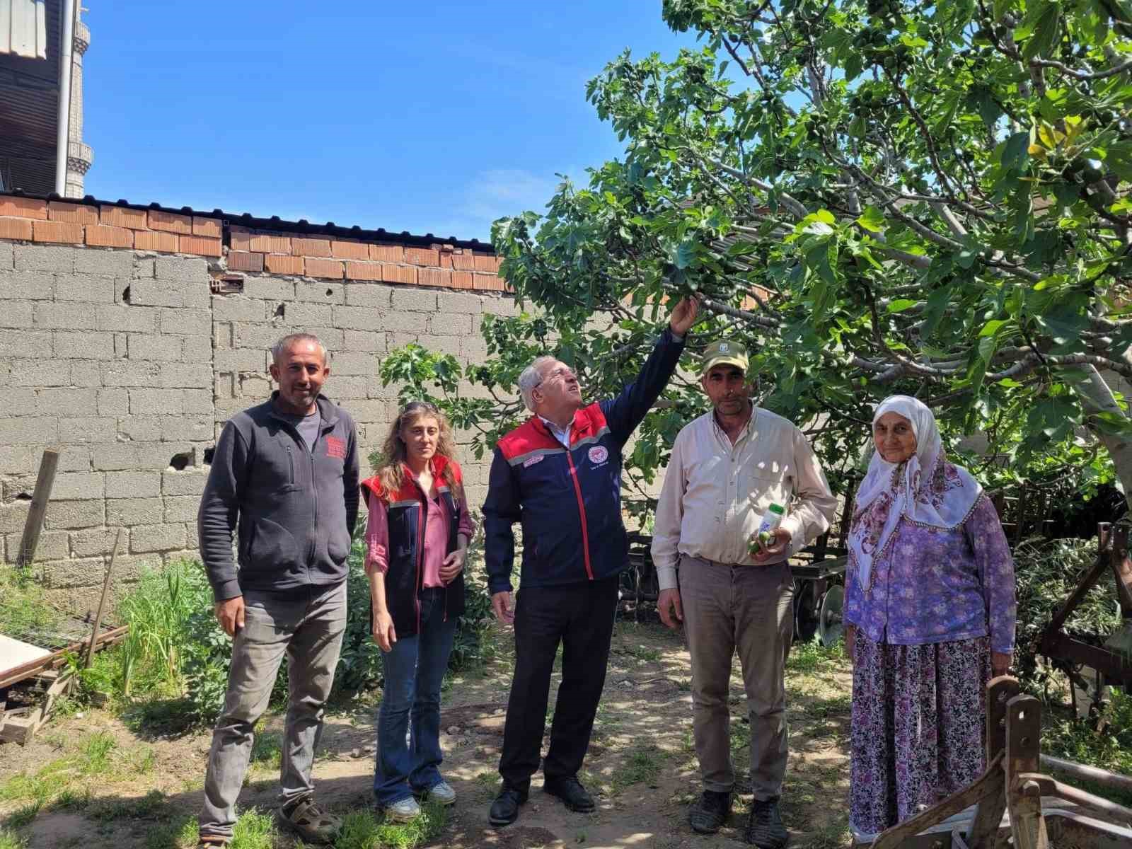 Buharkent’te ilek bahçeleri kontrol edildi
