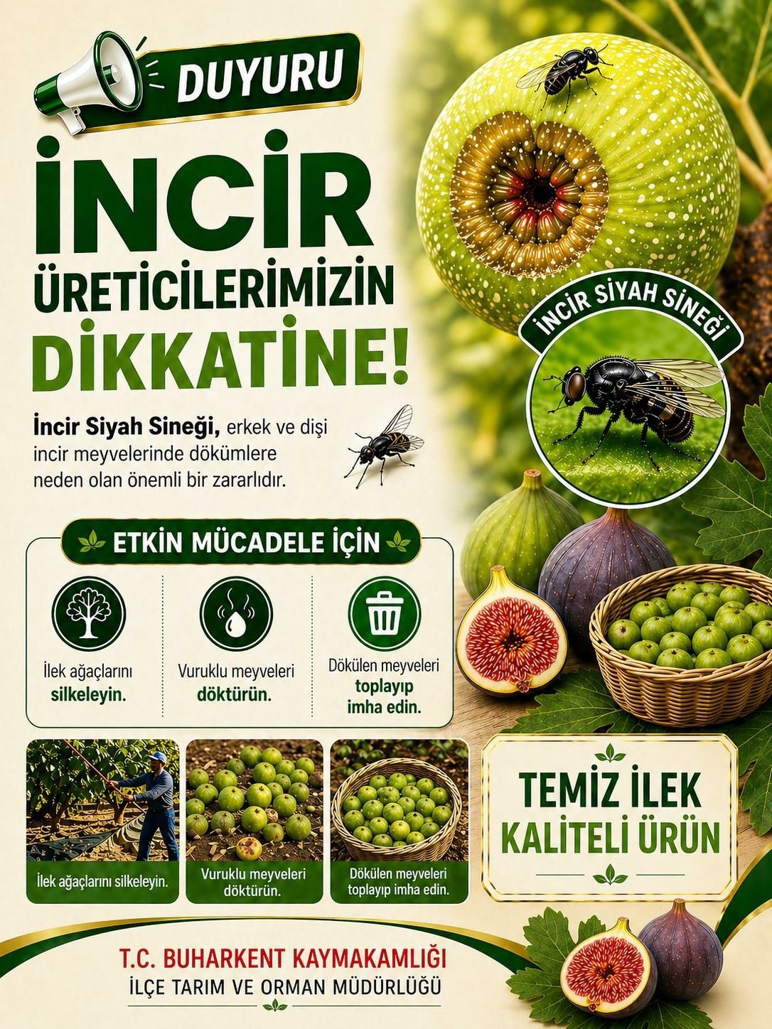 Buharkent’te incir üreticilerine siyah sinek uyarısı
