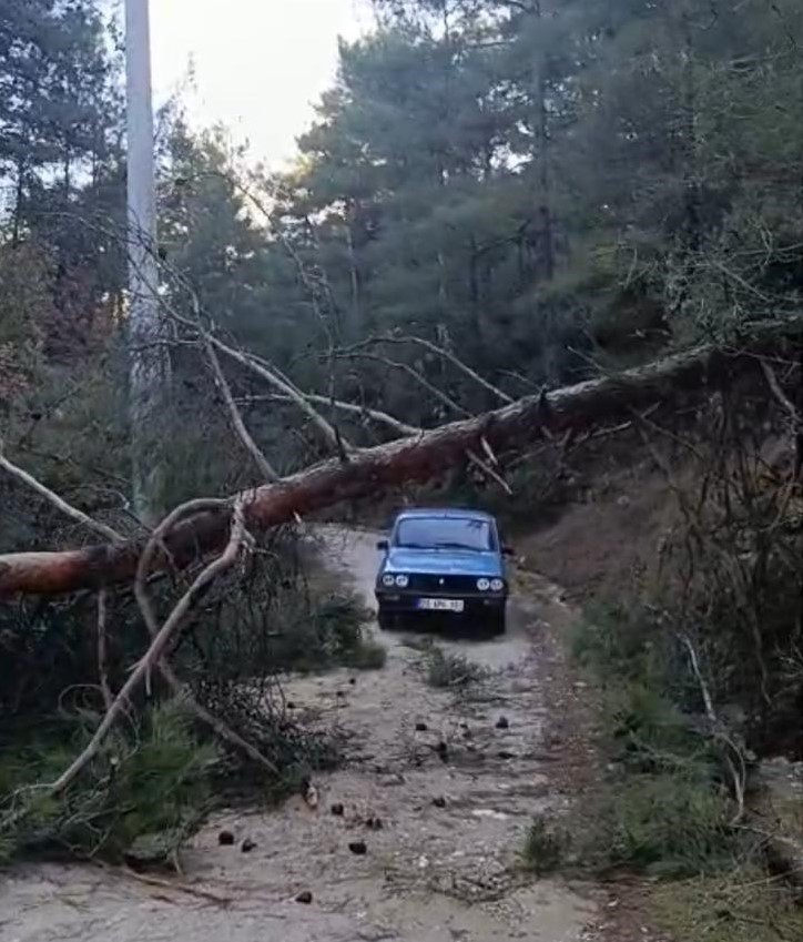Buldan’da fırtınadan devrilen ağaçlar yolu kapattı
