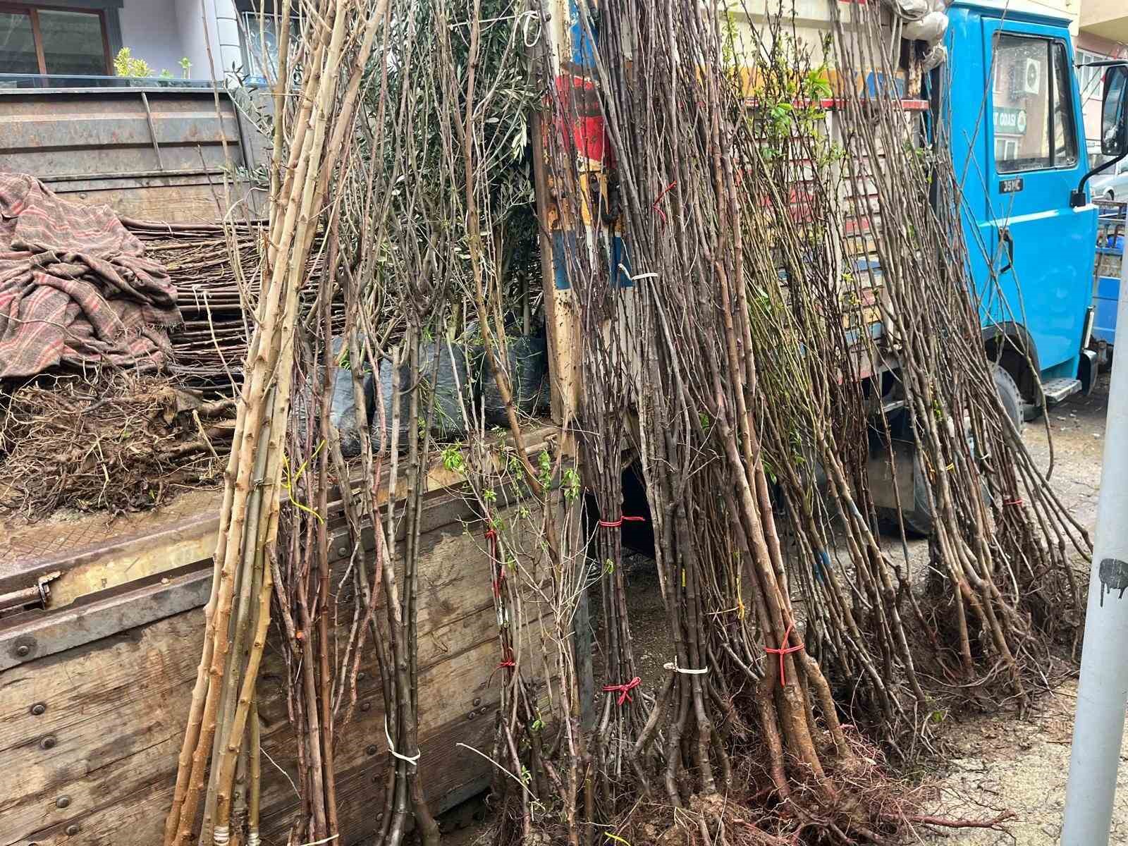 Buldan’ın bereketli toprakları fidanlarla canlanıyor
