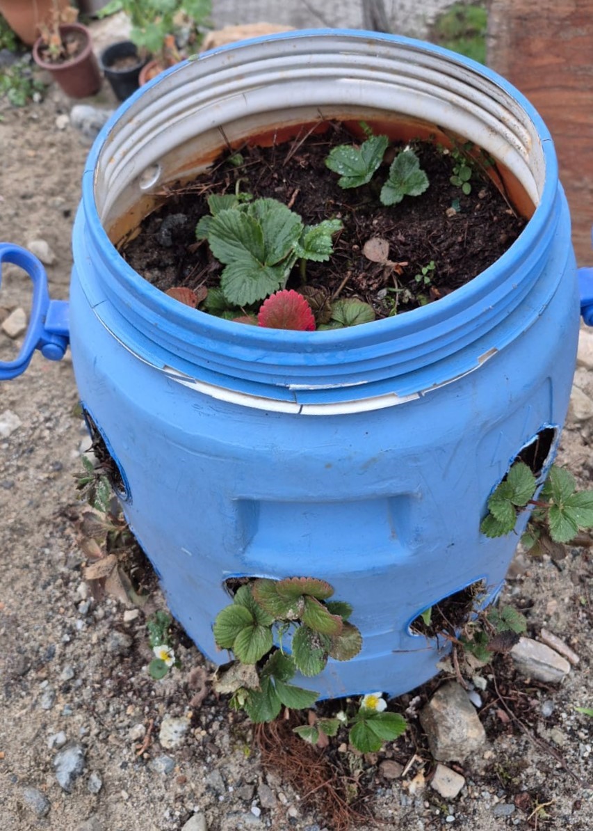 Buldanlı üreticiler atık malzemeleri tarımda değerlendiriyor
