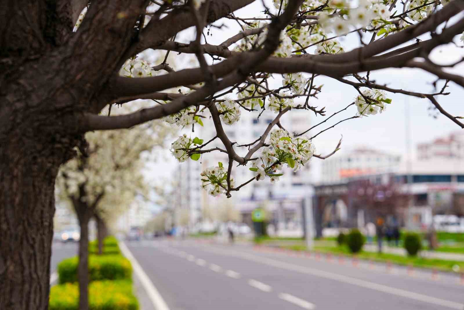 Bulvarlar süs armutlarıyla görsel şölene dönüştü
Bulvarlar süs armutlarıyla görsel şölene dönüştü