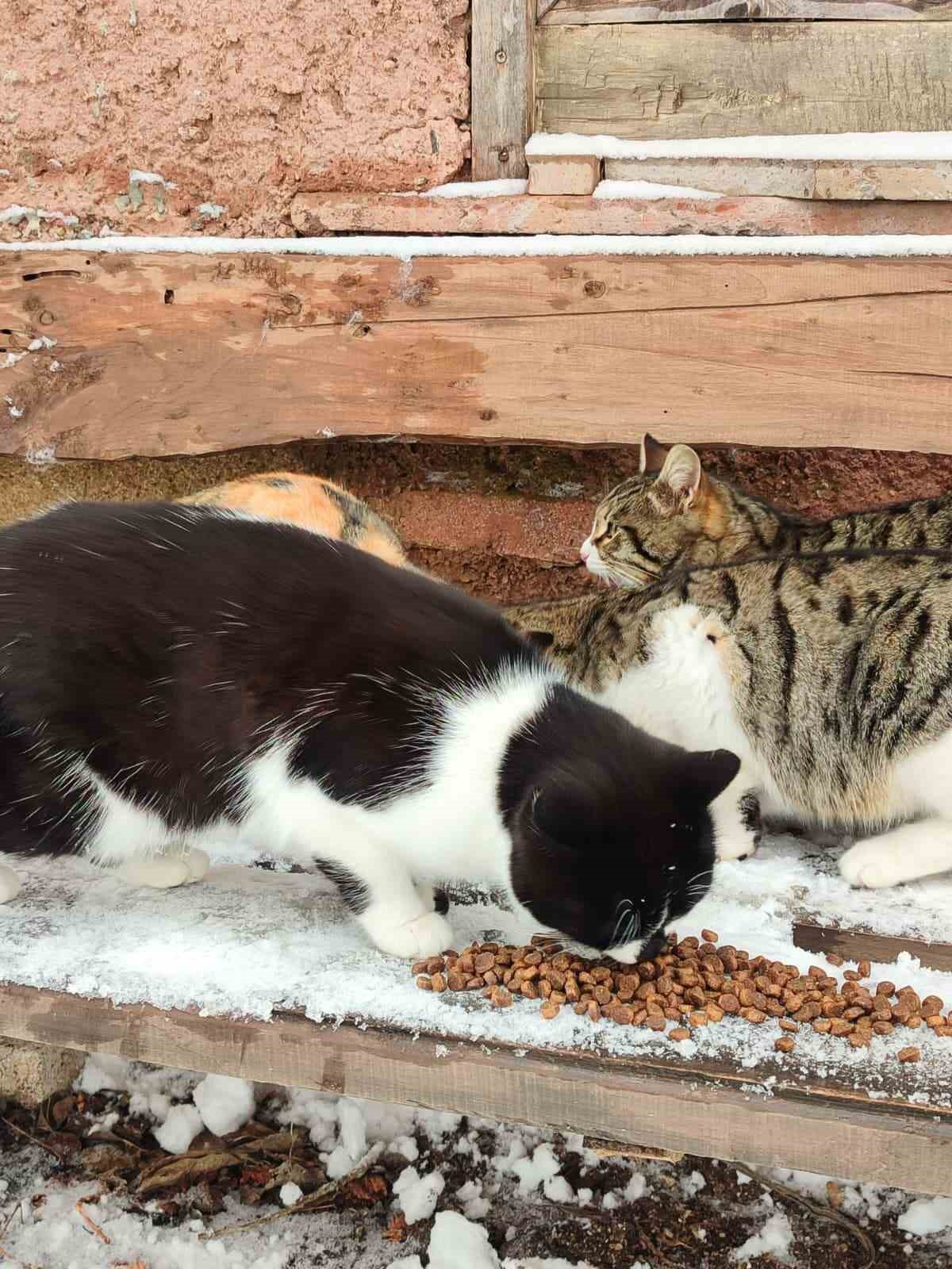 Bünyan’da sokak hayvanlarına mama desteği
