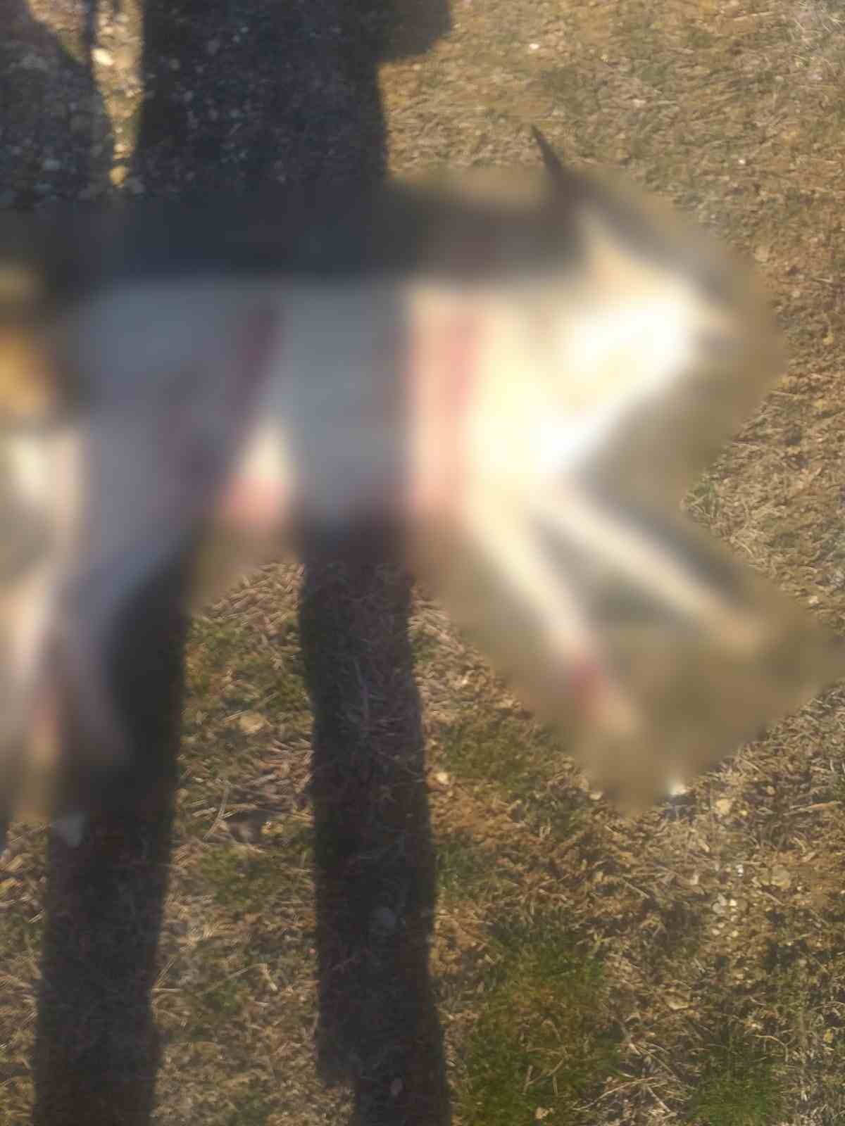 Burdur’da köpeklerin silahla öldürüldüğü iddialarına valilikten açıklama
