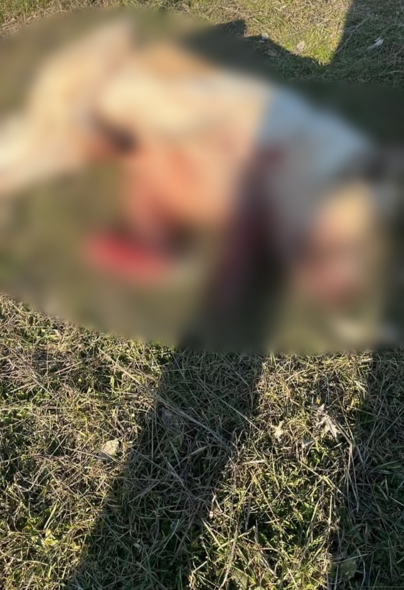 Burdur’da köpeklerin silahla öldürüldüğü iddialarına valilikten açıklama
