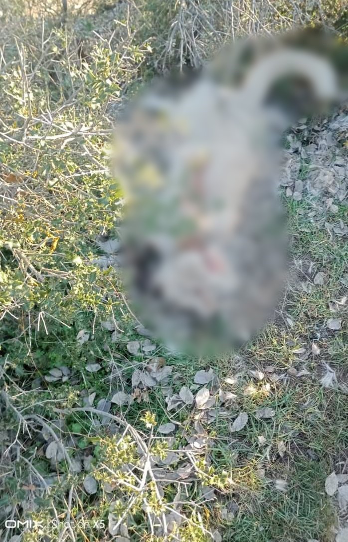 Burdur’da köpeklerin silahla öldürüldüğü iddialarına valilikten açıklama
