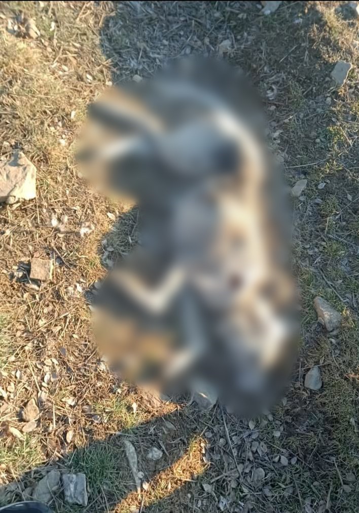 Burdur’da köpeklerin silahla öldürüldüğü iddialarına valilikten açıklama
