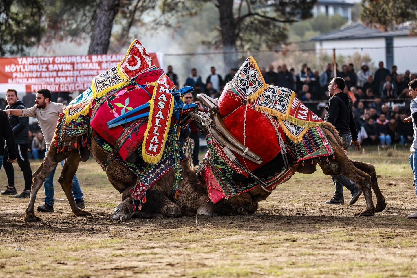 Burhaniye’ de Pazar günü deve güreşi yapılacak
