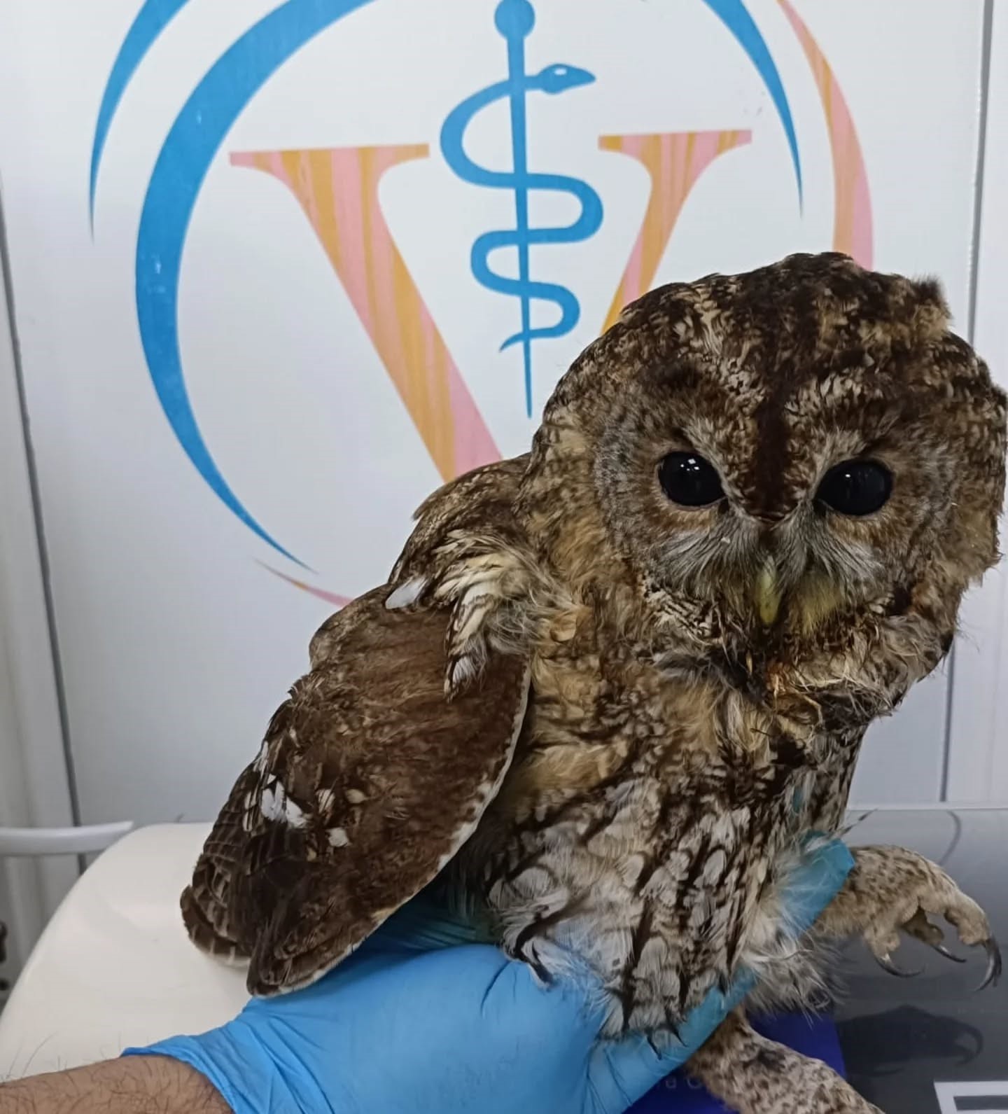 Burhaniye de soğuk hava yaban hayvanlarını da olumsuz etkiledi
Burhaniye de soğuk hava yaban hayvanlarını da olumsuz etkiledi