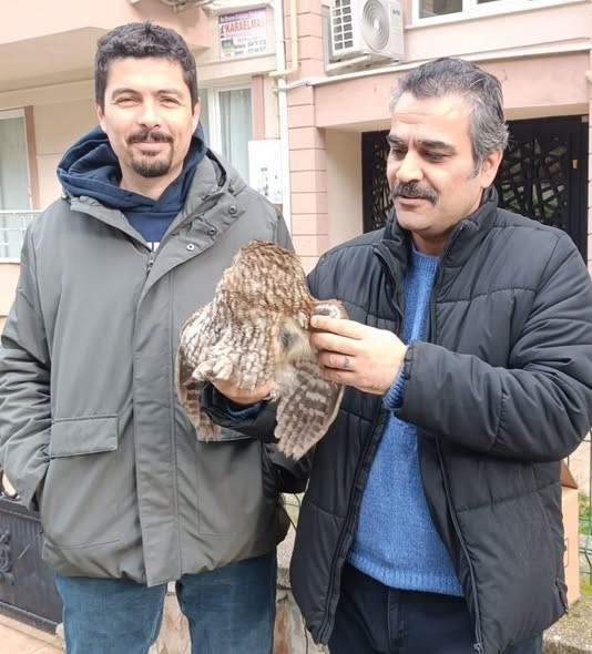 Burhaniye de soğuk hava yaban hayvanlarını da olumsuz etkiledi
Burhaniye de soğuk hava yaban hayvanlarını da olumsuz etkiledi