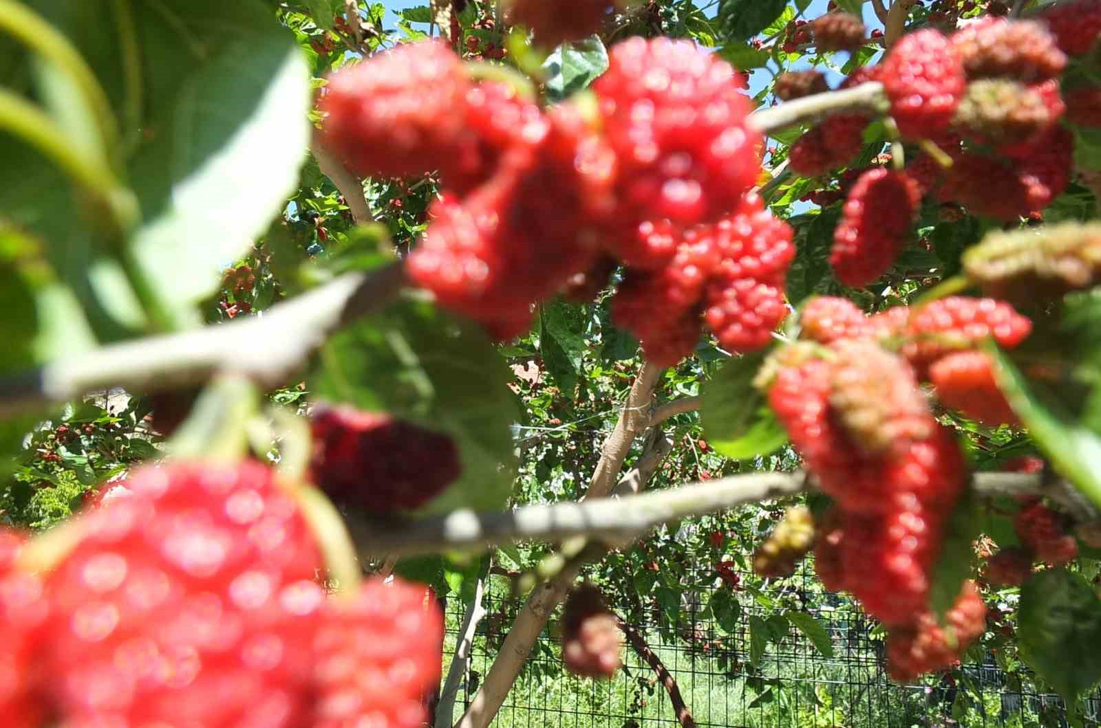 Burhaniye’de baharın ilk meyveleri dutlar kendini gösterdi
