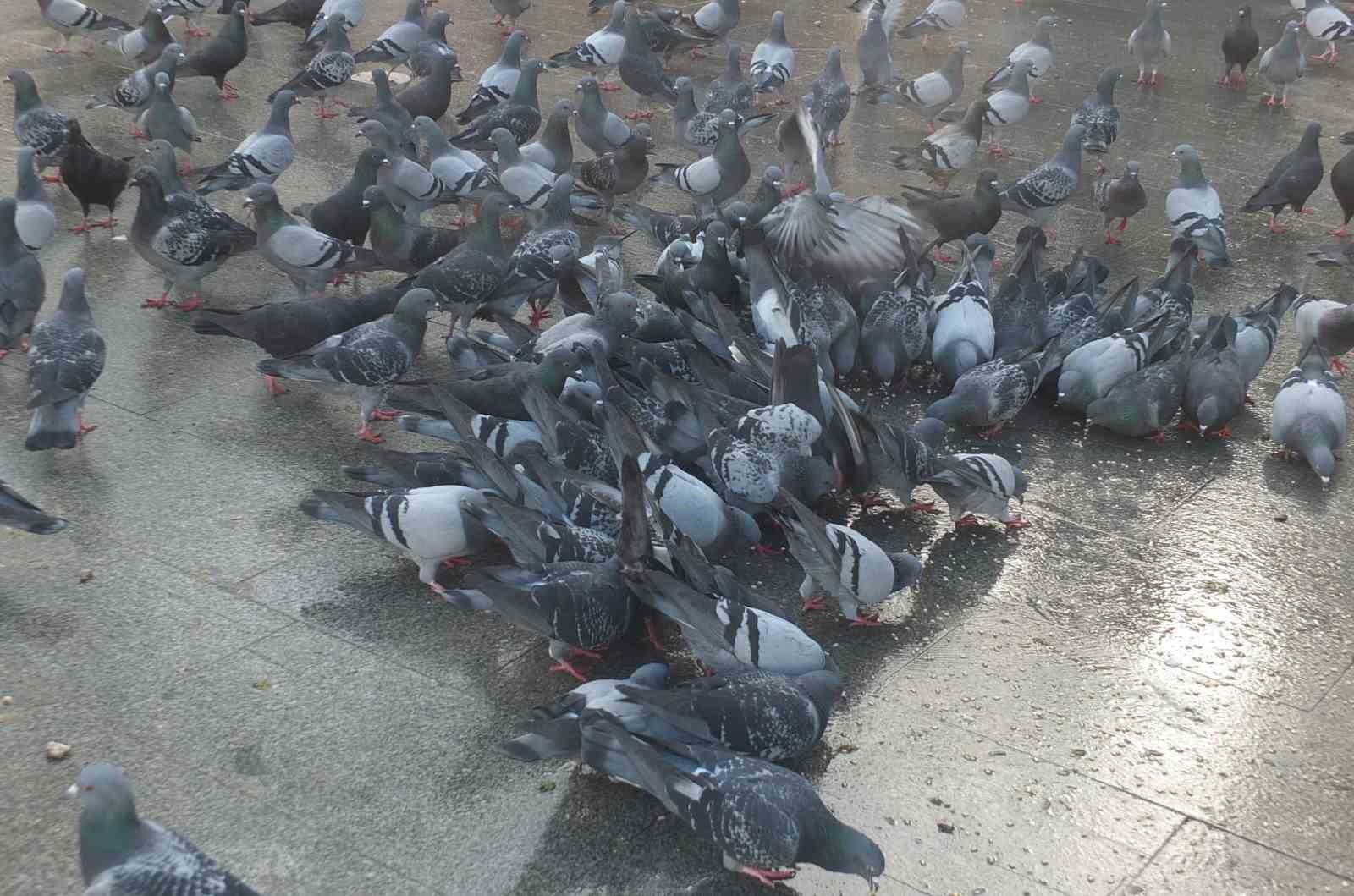 Burhaniye’de güvercinler imece ile besleniyor
