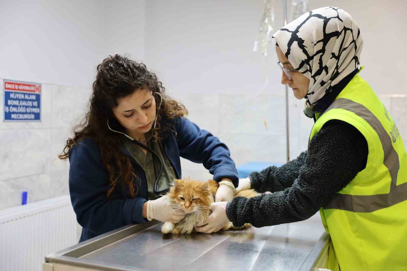 Bursa Büyükşehir Belediyesi patili dostların yanında
Bursa Büyükşehir Belediyesi patili dostların yanında