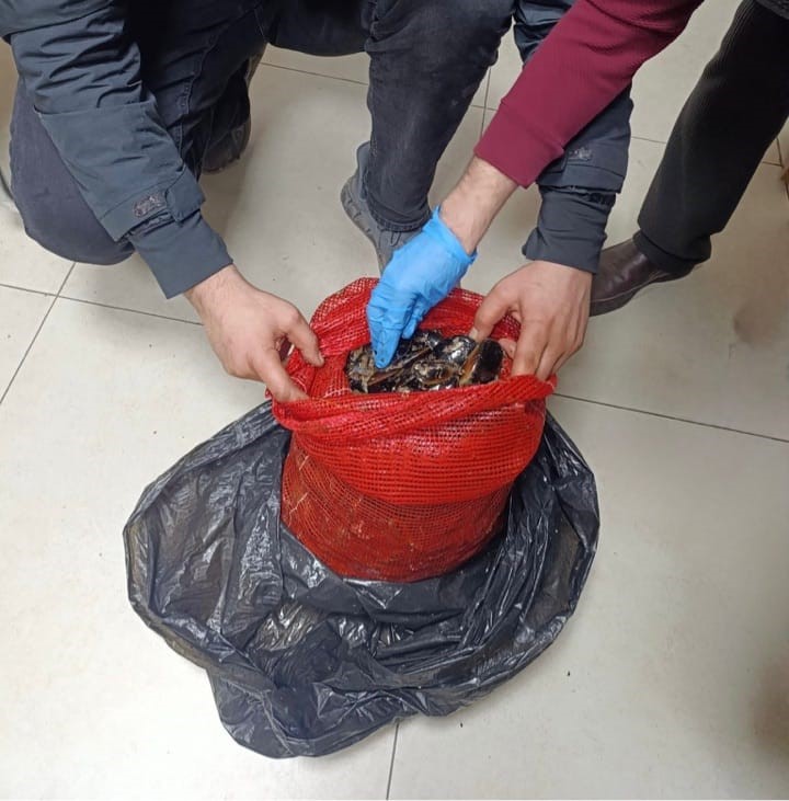 Bursa ve Balıkesir’de eş zamanlı operasyon: Tonlarca midye ele geçirildi
