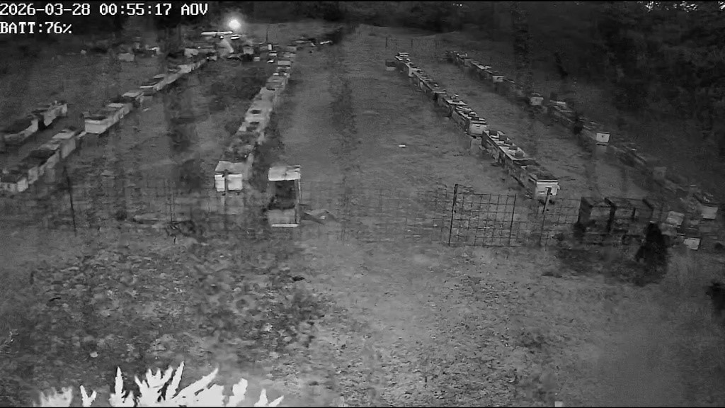 Bursa’da arı kovanlarına ayı saldırısı
