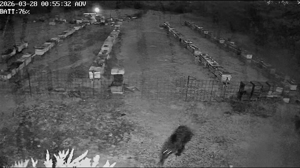 Bursa’da arı kovanlarına ayı saldırısı
