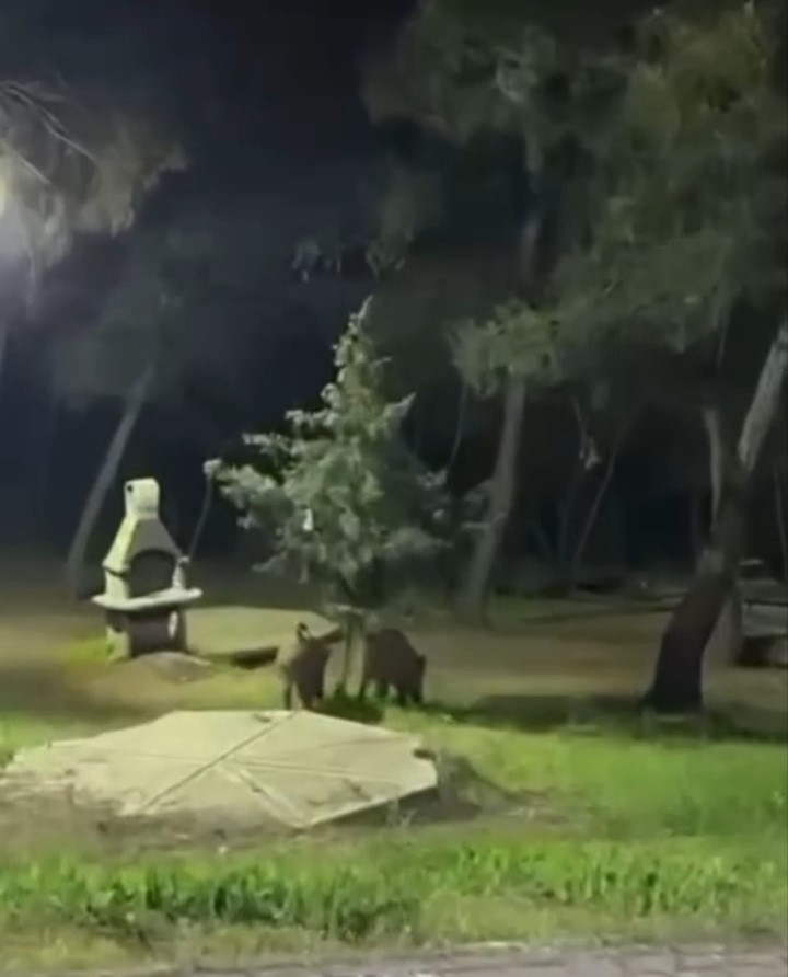 Bursa’da domuzlar piknik alanlarına indi
