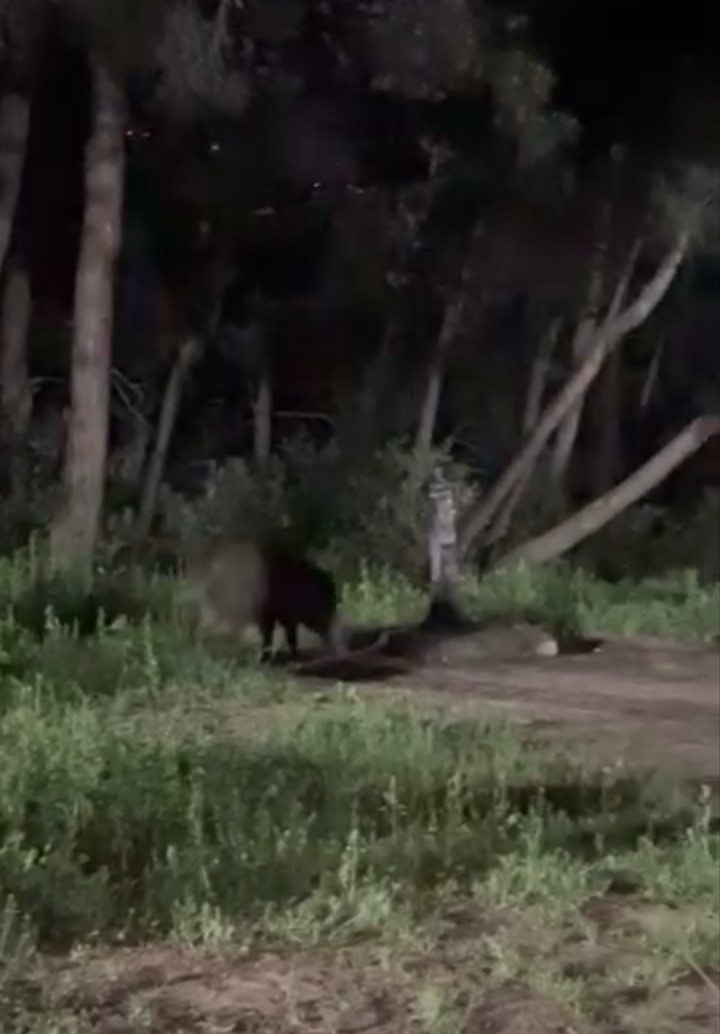 Bursa’da domuzlar piknik alanlarına indi

