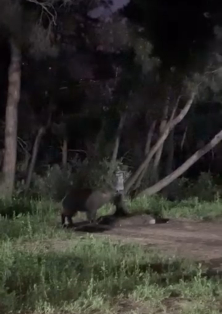 Bursa’da domuzlar piknik alanlarına indi
