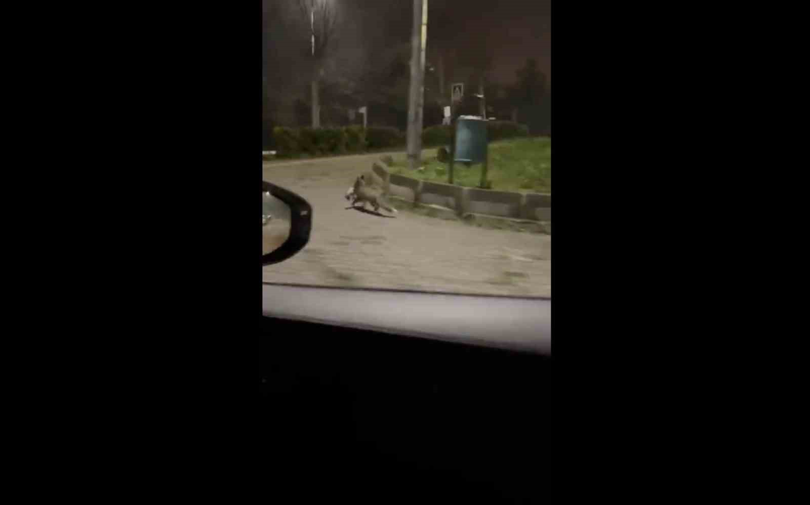 Bursa’da gece yarısı tilki, ağzında kediyle sokakta görüntülendi
