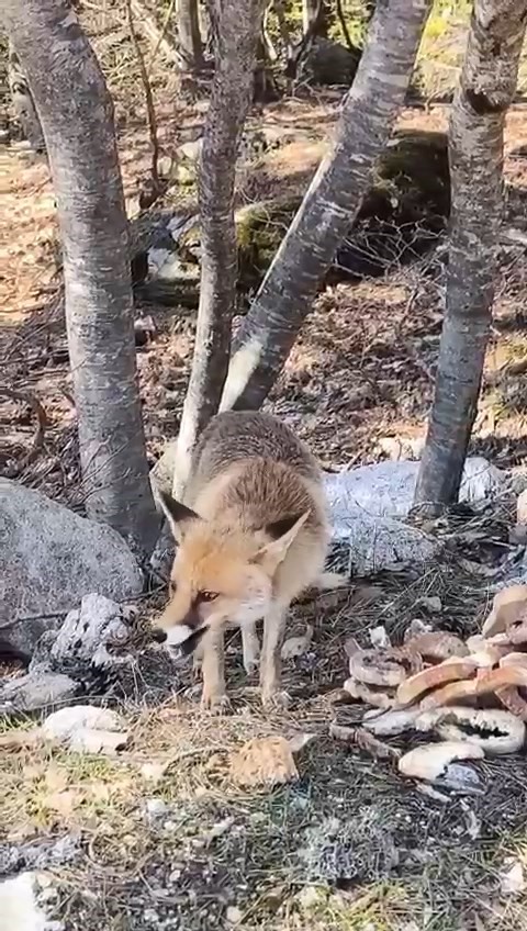 Bursa’da ilginç görüntüler

