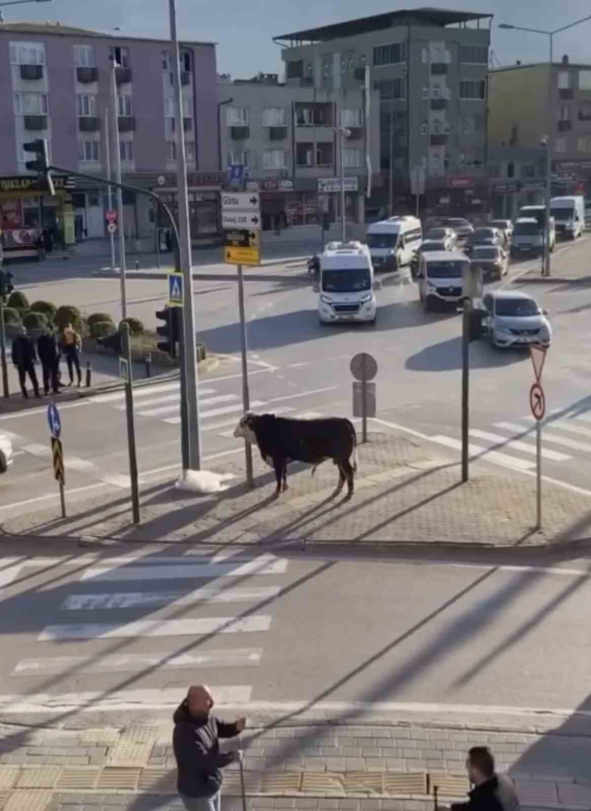 Bursa’da kaçan boğa trafiği karıştırdı, Ankara yolunda metrelerce koştu
