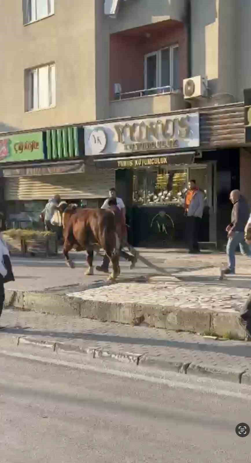 Bursa’da kaçan boğa trafiği karıştırdı, Ankara yolunda metrelerce koştu
