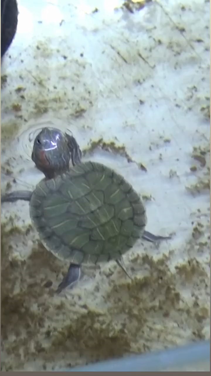 Bursa’da kaplumbağa operasyonu
