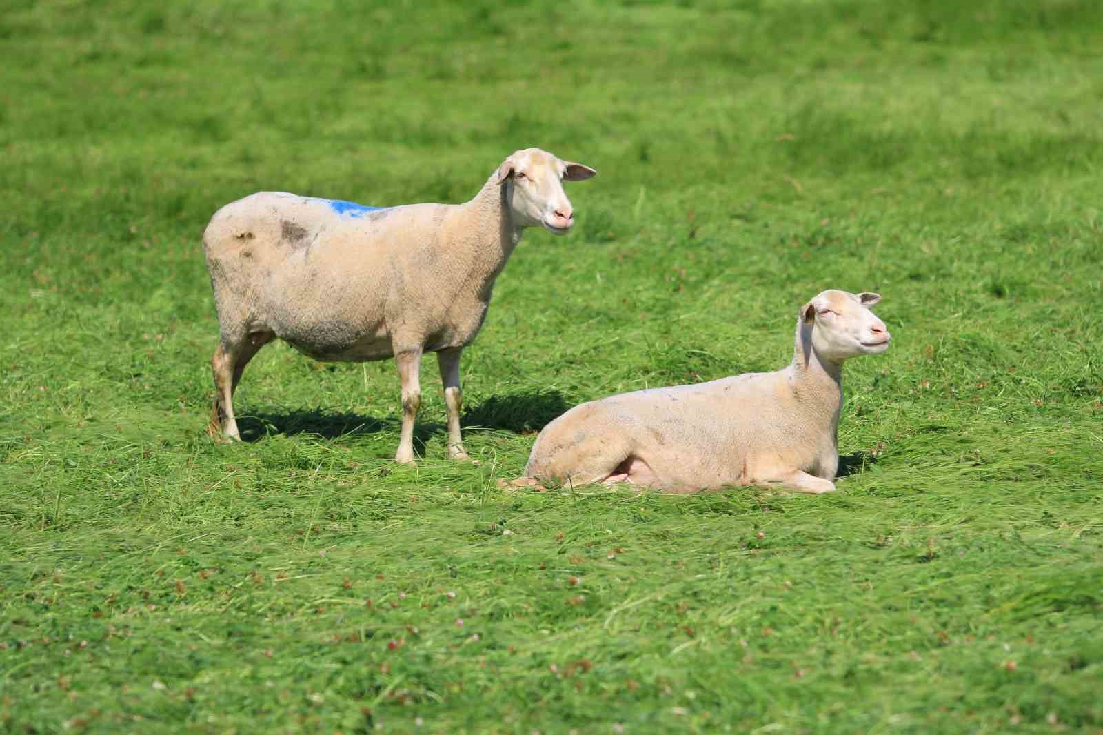 Bursa’da küçükbaşa yönelik önemli bir proje hayata geçiyor
