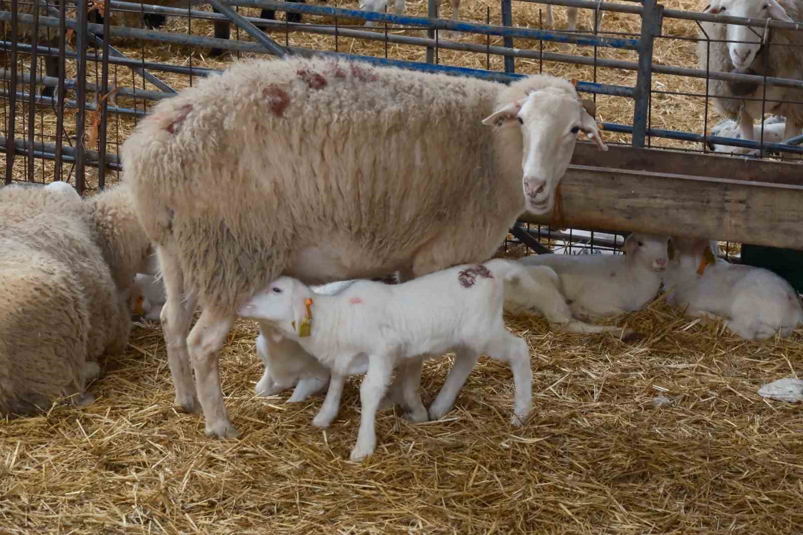 Bursa’da küçükbaşa yönelik önemli bir proje hayata geçiyor
