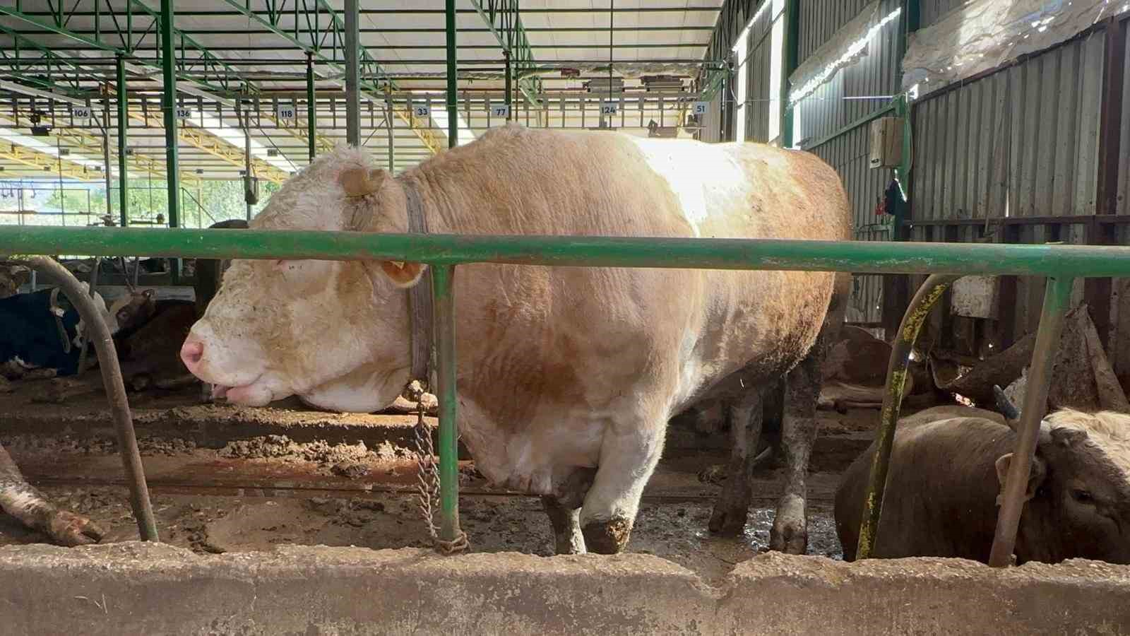 Bursa’da kurban hareketliliği: Tonluk boğayı 400 bin liraya sattı
