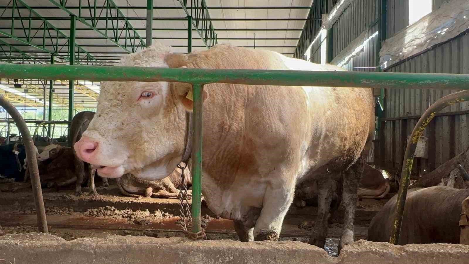 Bursa’da kurban hareketliliği: Tonluk boğayı 400 bin liraya sattı
