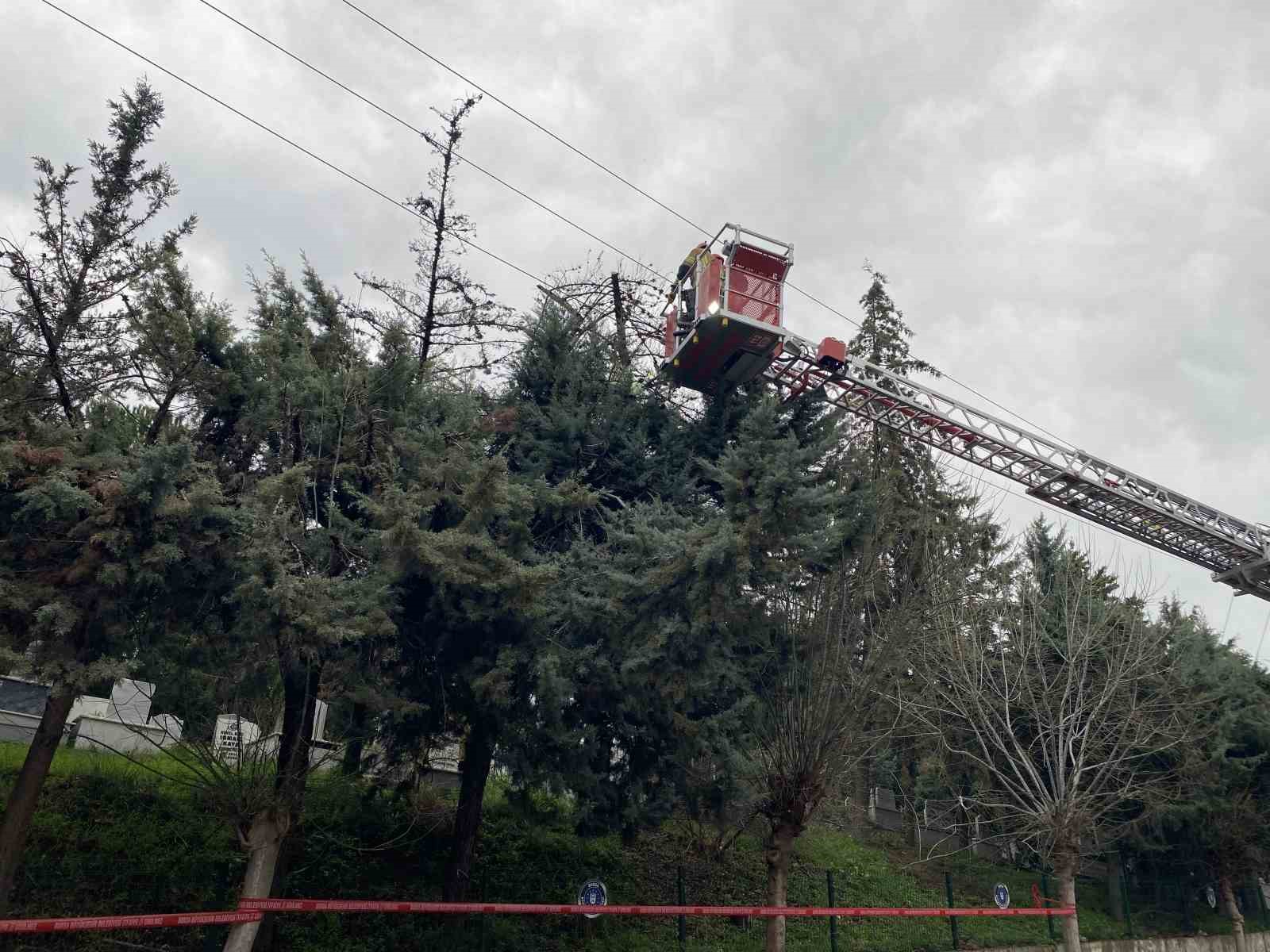 Bursa’da lodos ağacı devirdi, elektrik hatları zarar gördü
