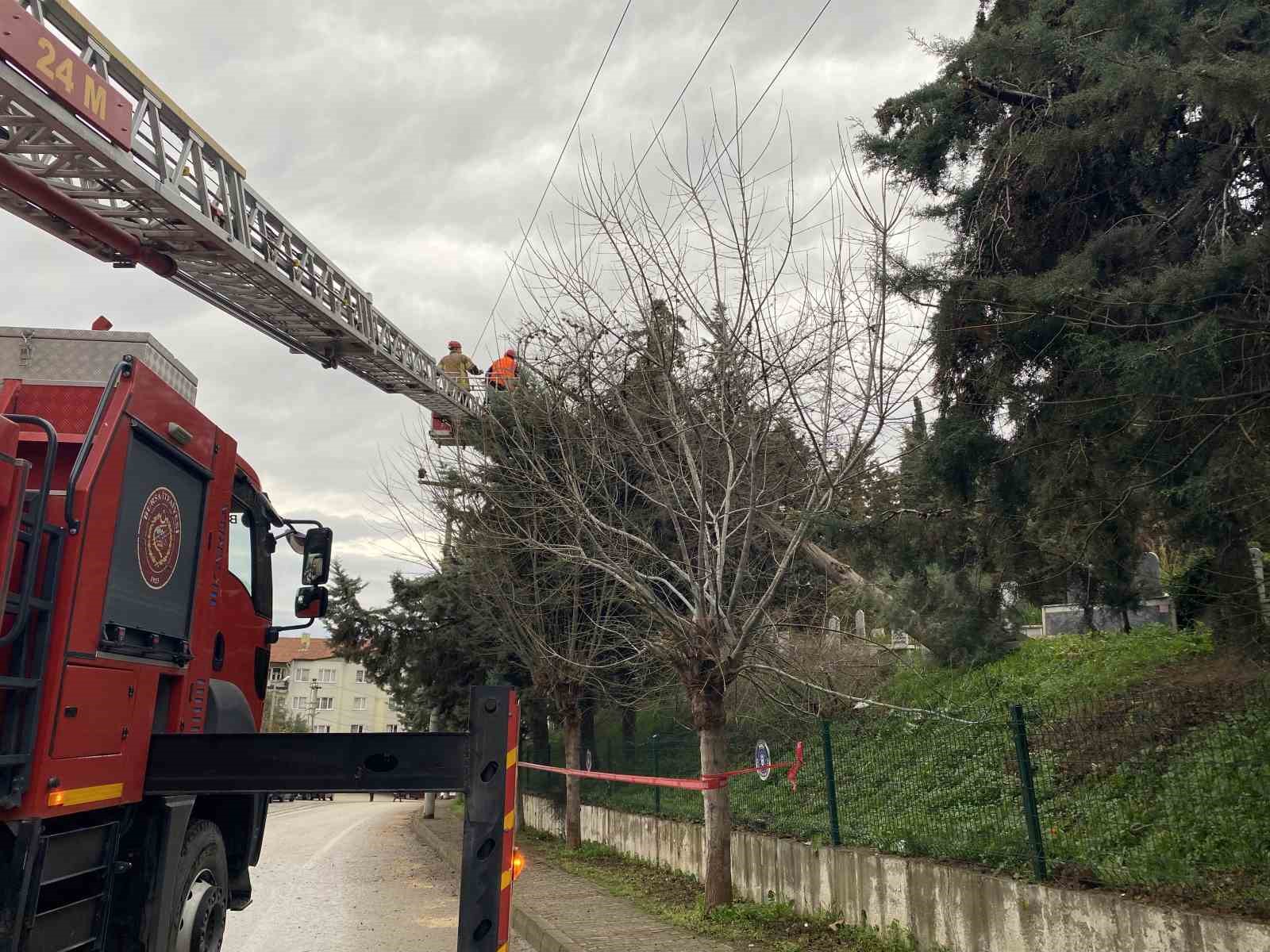 Bursa’da lodos ağacı devirdi, elektrik hatları zarar gördü
