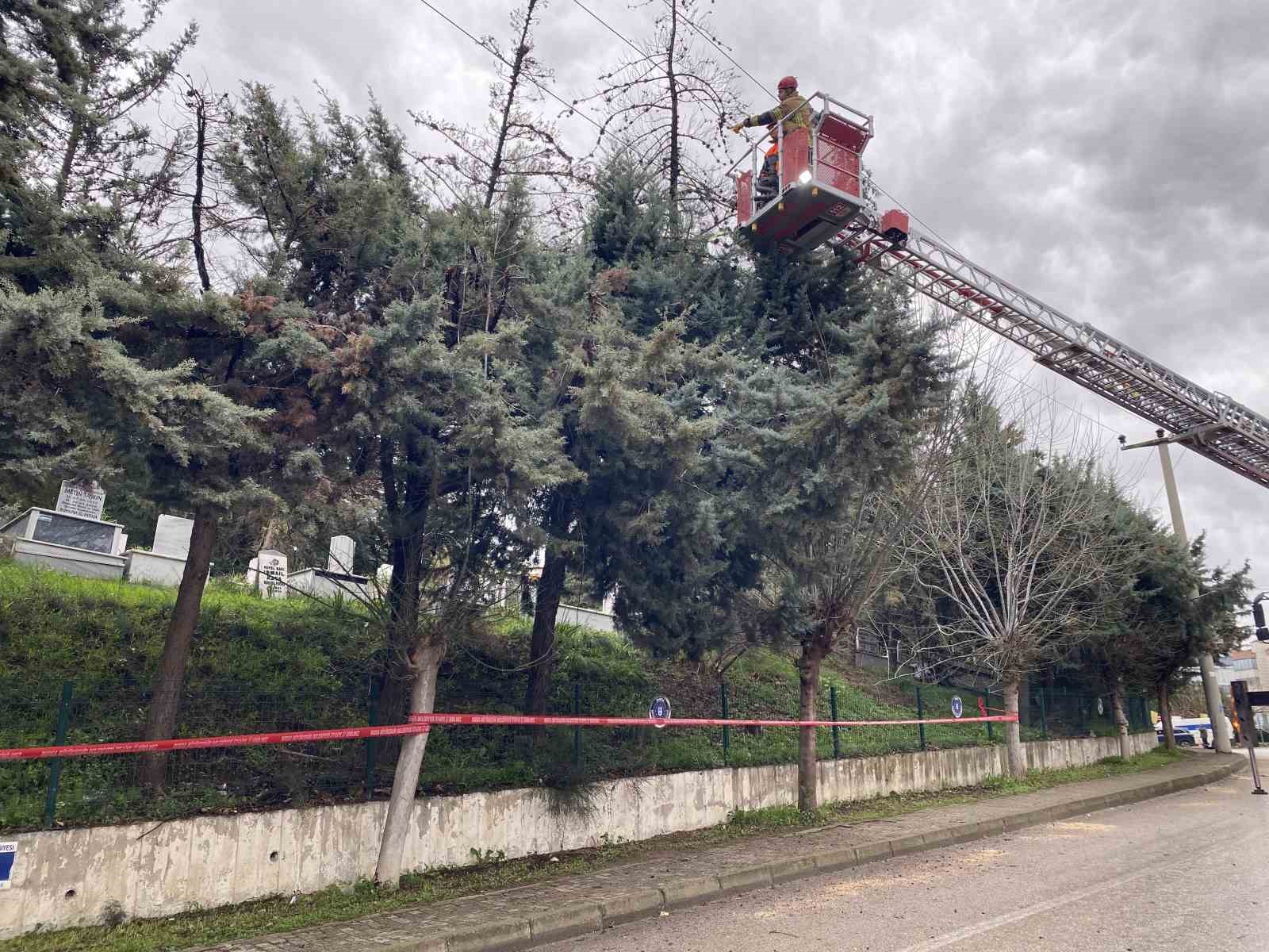 Bursa’da lodos ağacı devirdi, elektrik hatları zarar gördü
