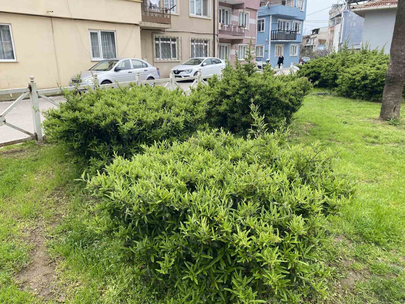 Bursa’da parkta toplanan bitki az kalsın faciaya yol açıyordu
