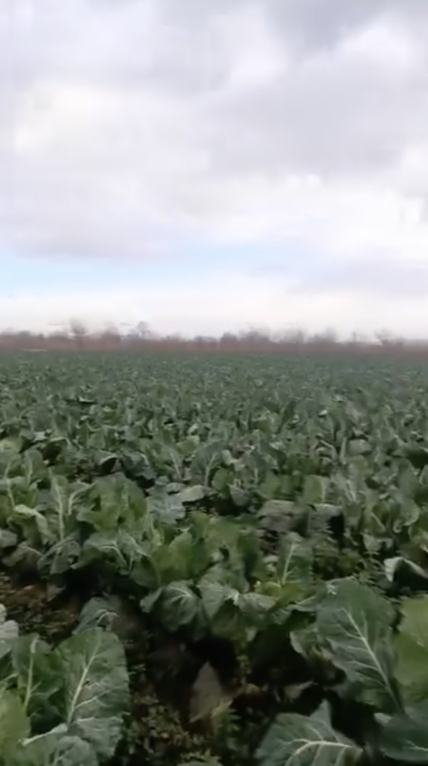 Bursa’da sağanak yağış tarımı vurdu

