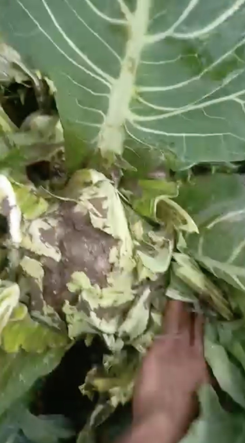 Bursa’da sağanak yağış tarımı vurdu
