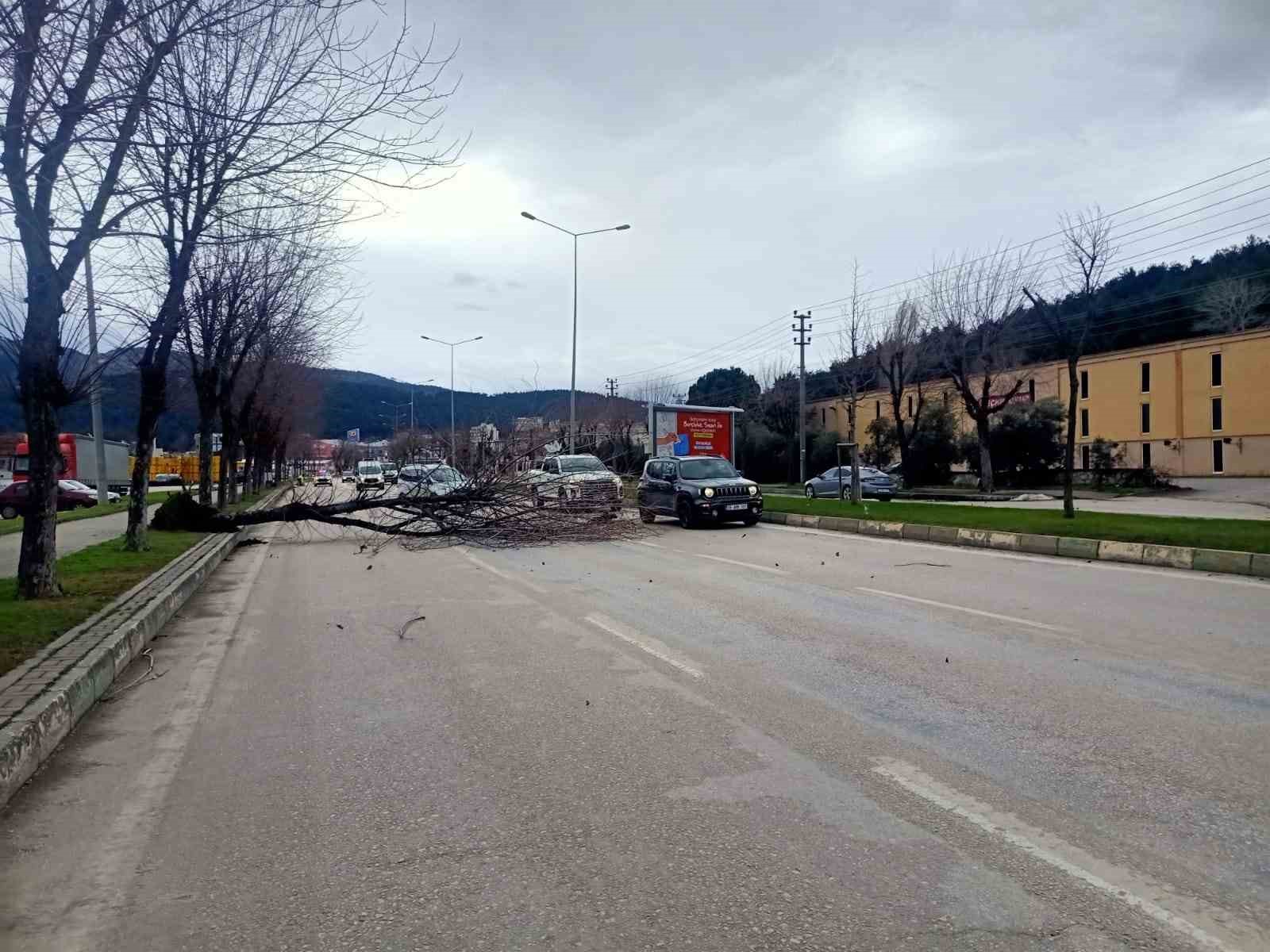 Bursa’da seyir halindeki araçların üzerine ağaç devrildi
