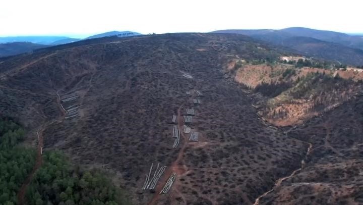 Bursa’da tarihin en büyük orman yangınında yaralar böyle sarıldı
