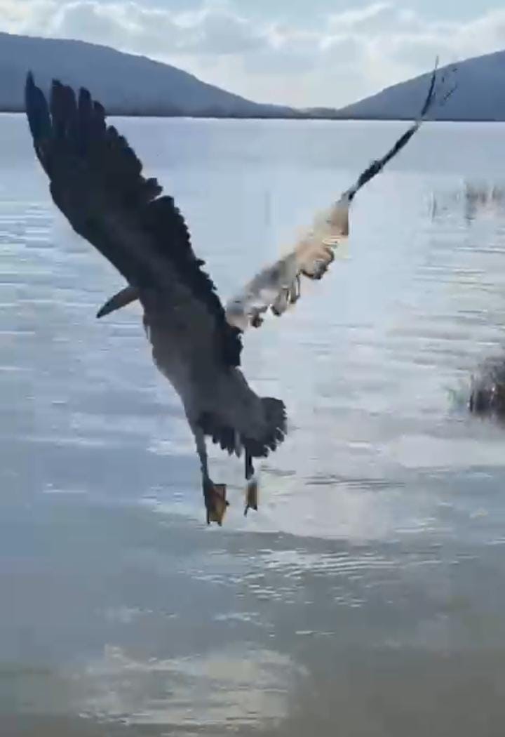 Bursa’da tedavisi tamamlanan ak pelikan doğaya salındı
