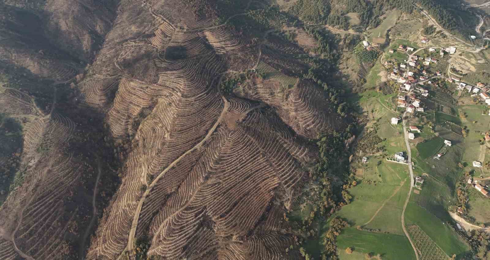 Bursa’da yanan ormanlar 8 ayda ilmek ilmek işlendi, bölge yeniden can buldu

