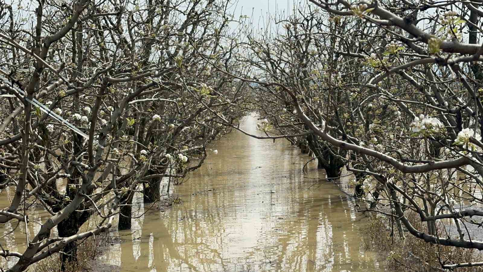 Bursa’da yüzlerce dönüm şeftali ve armut bahçesi su altında
