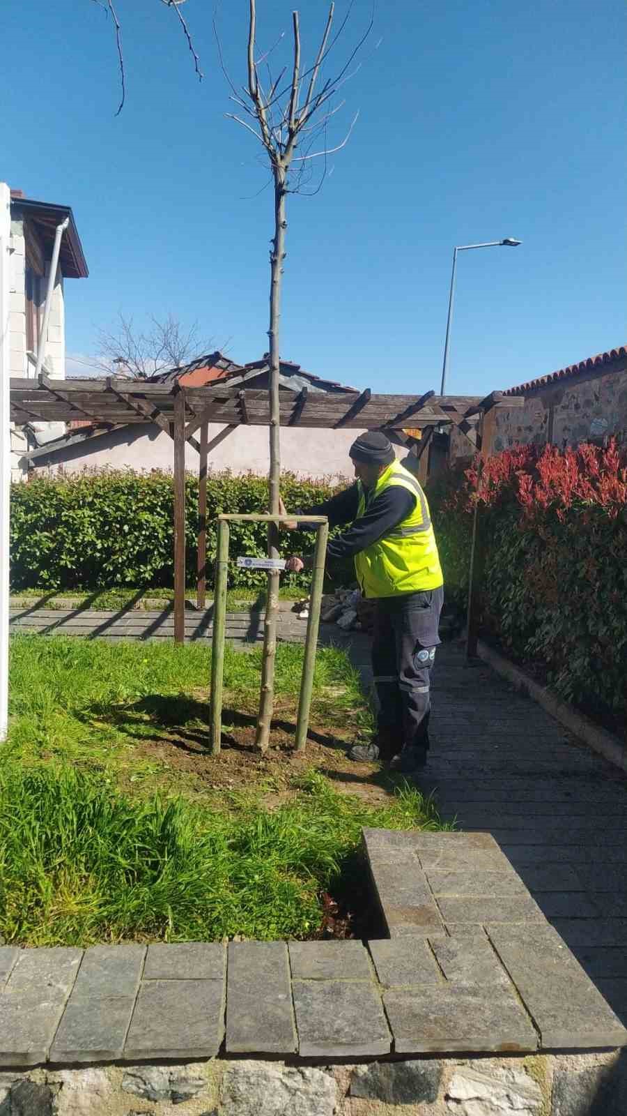 Bursa’nın 700 yıllık mirası 700 çınarla kök salıyor
