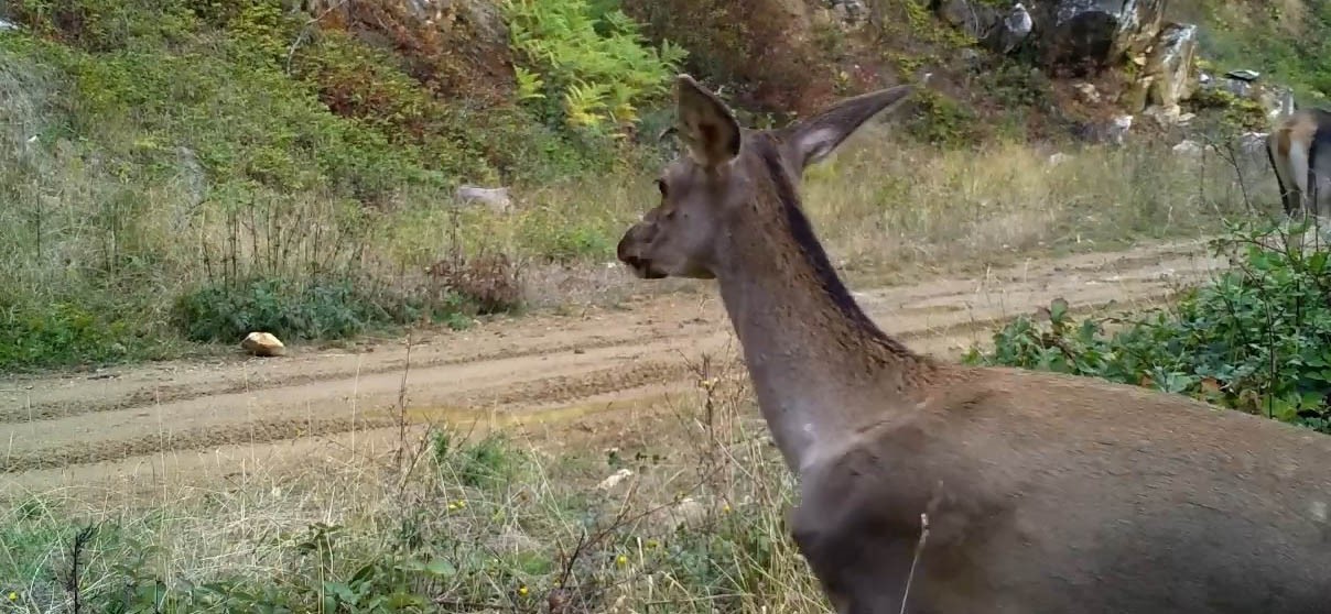 Bursa’nın kızıl geyikleri fotokapana takıldı
