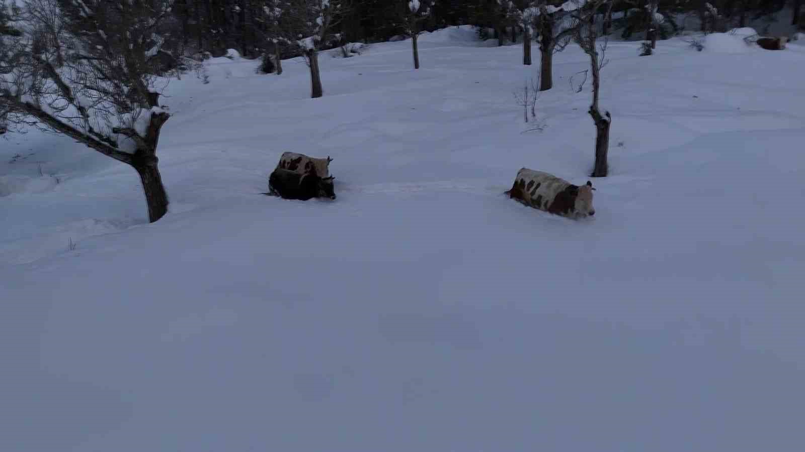 Büyükbaş hayvanların karla imtihanı dronla görüntülendi
